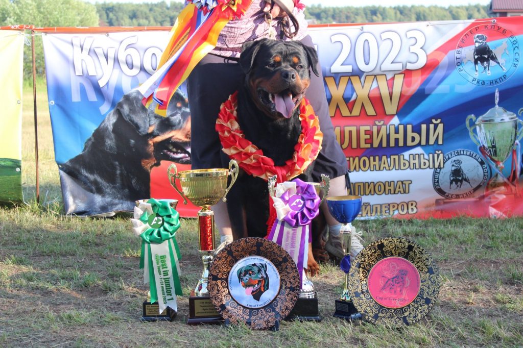 штерн7 штерн7